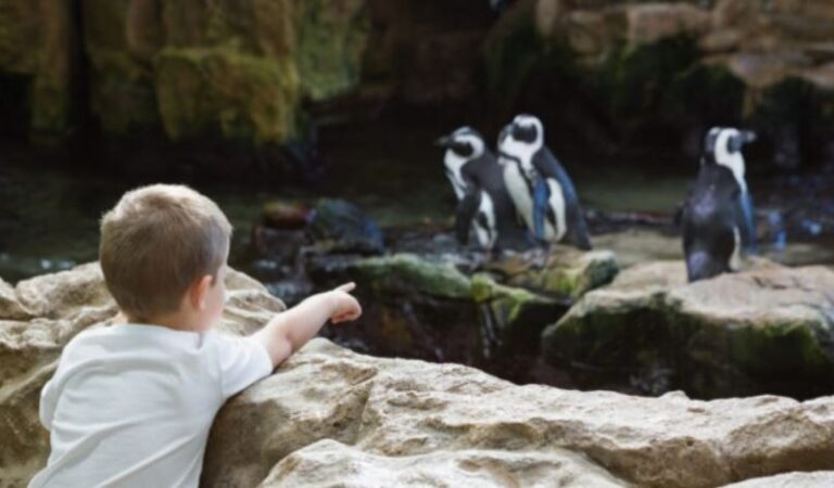 A e dini se më shumë se 200 kafshë ngordhën nga zjarri në një kopsht zoologjik në Krime