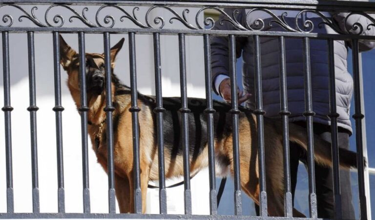 Qeni i Joe Bidenit kafshoi agjentët e Shërbimit Sekret të paktën 24 herë