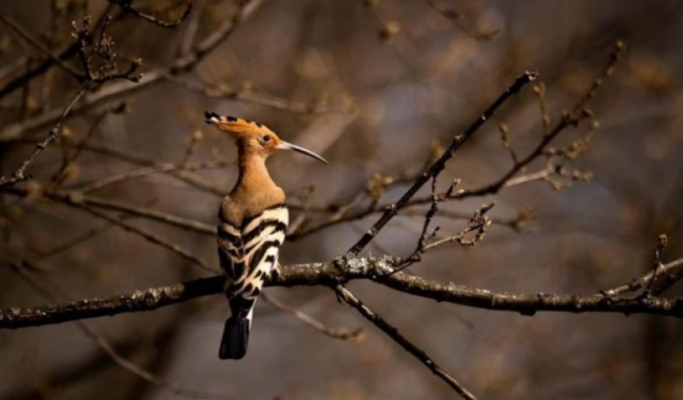 Pupëza, shpendi i rrallë verues fotografohet në Shqipëri